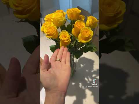Негабаритні кімнатні культури. Висока кімнатна рослинність Негабаритні кімнатні культури. Висока кімнатна рослинність